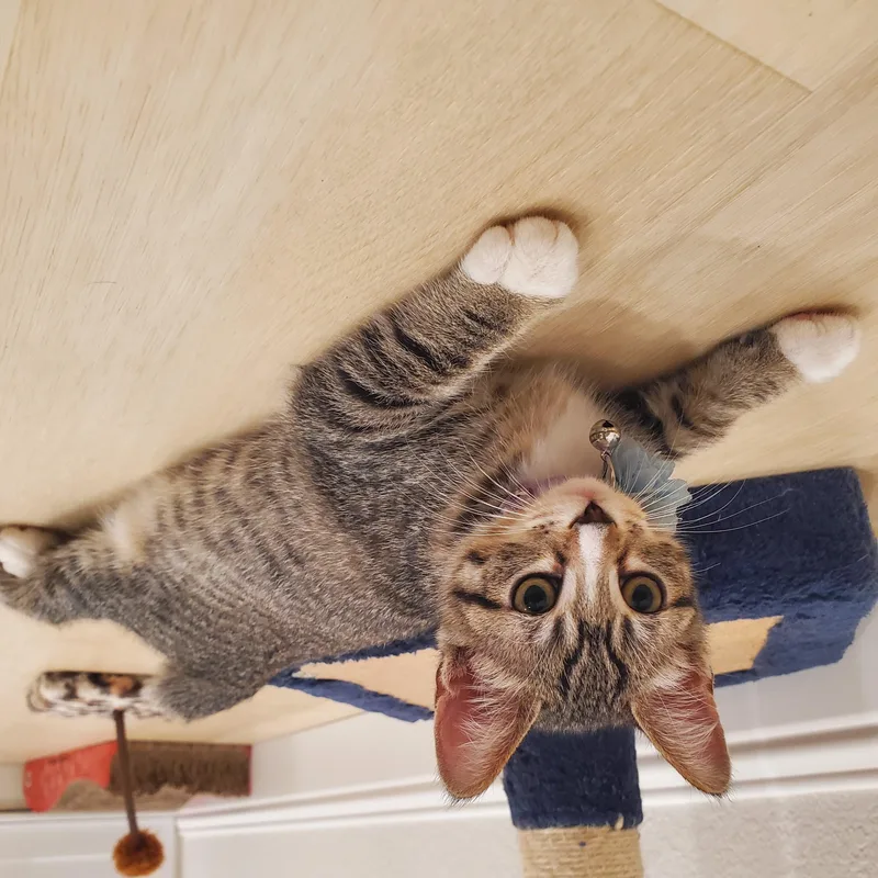 A baby medium-sized female Tabby (Brown / Chocolate) Manx cat named MahiMahi & Mackerel for adoption in Davis, CA