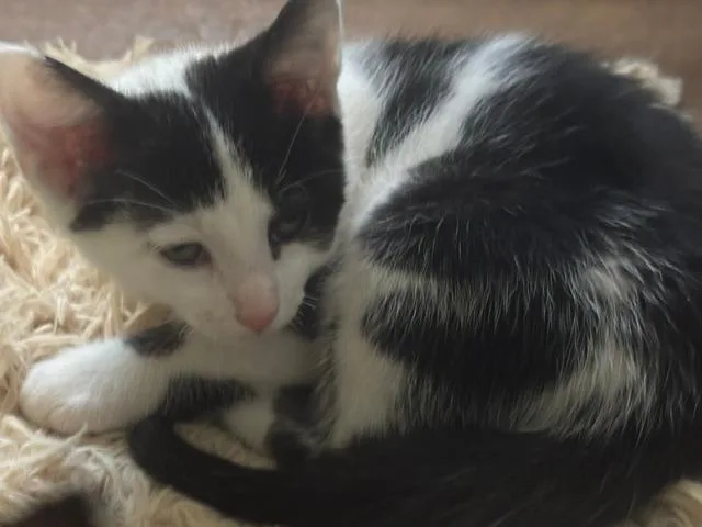Jellybean