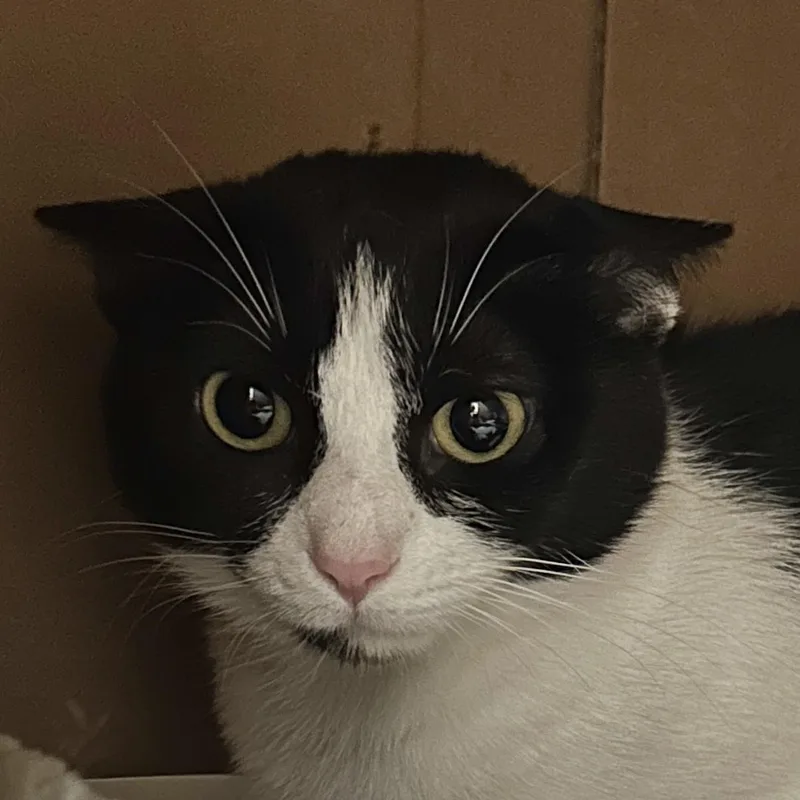 A young medium-sized female Black & White / Tuxedo Domestic Short Hair cat named Willow for adoption in Victor, NY