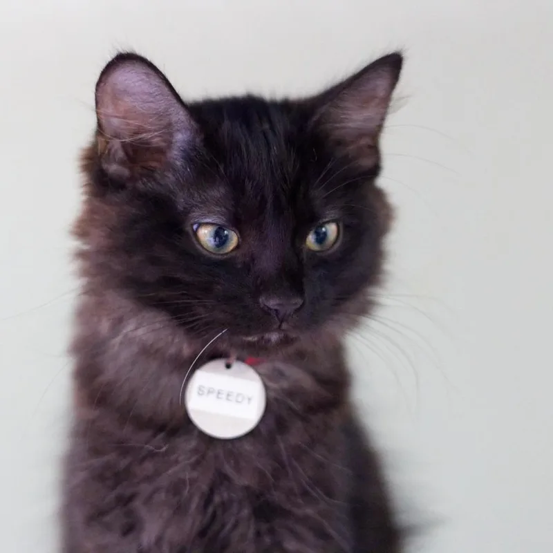 A baby medium-sized female American Bobtail cat named Speedy for adoption in Hot Springs, AR