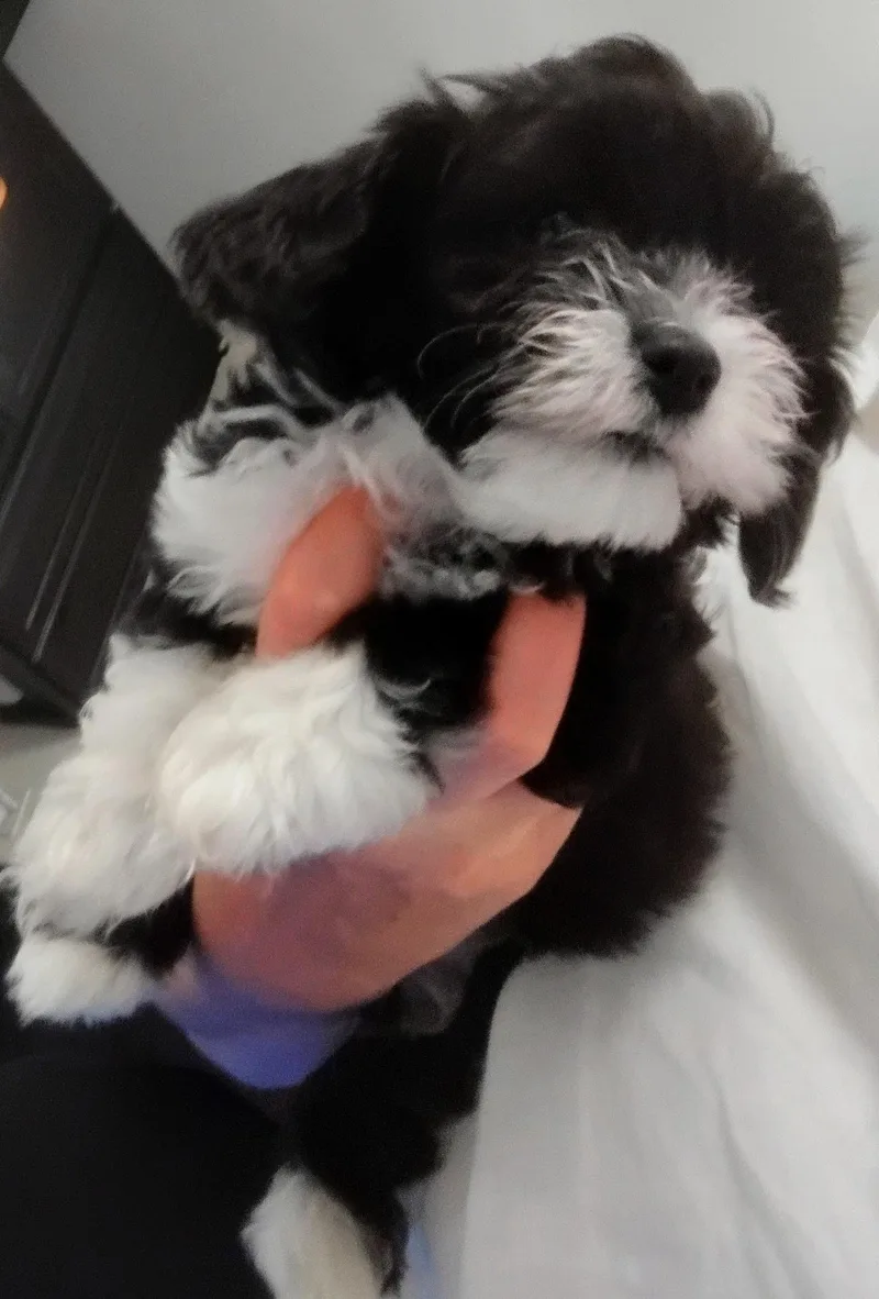 A baby small-sized female Maltipoo dog named Socks for adoption in Los Angeles, CA