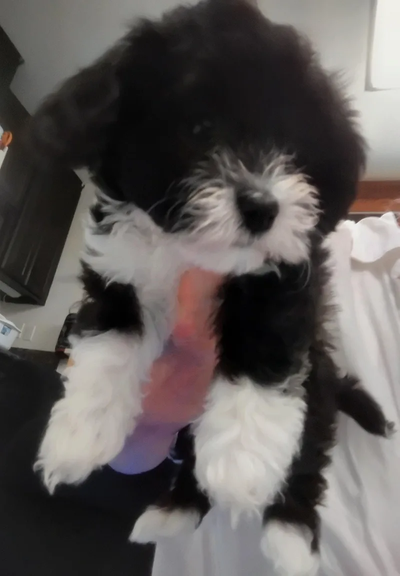 Socks thumbnail 2