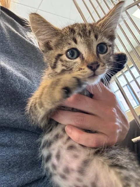 A baby large-sized male Domestic Short Hair cat named Qt for adoption in Greenfield, IN