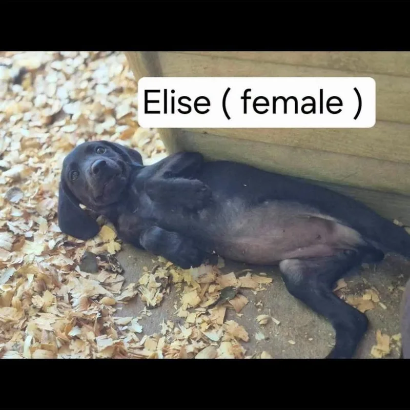 Elise