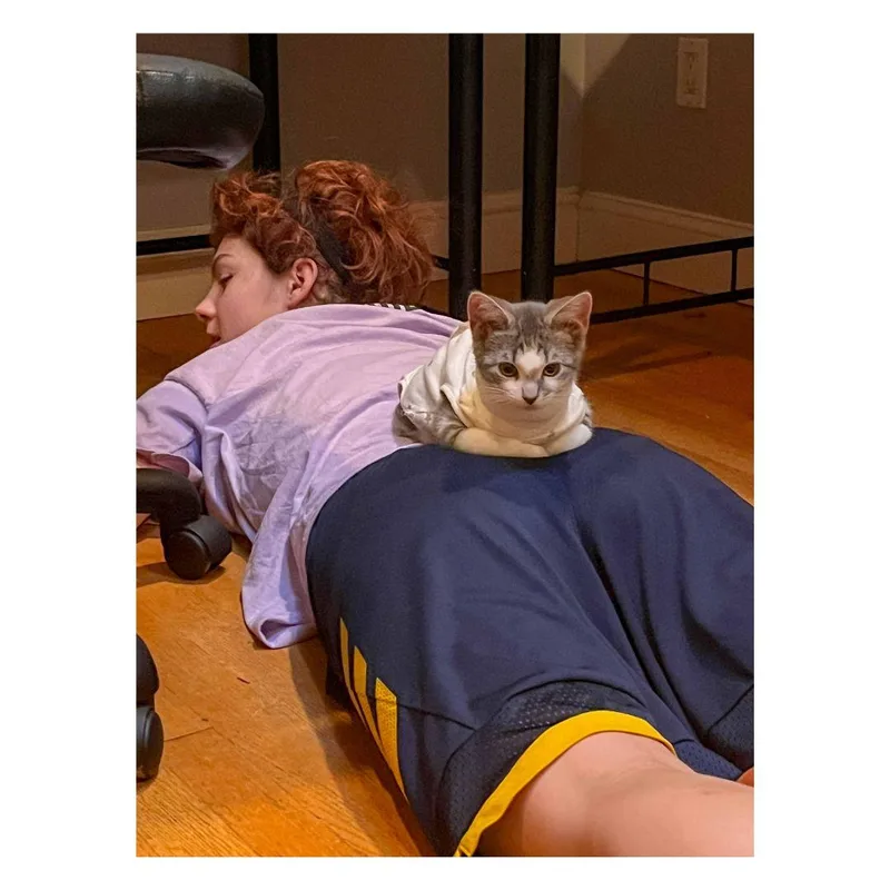 A baby large-sized female Gray & White Domestic Short Hair cat named Noodle & Cacio e for adoption in Stamford, CT