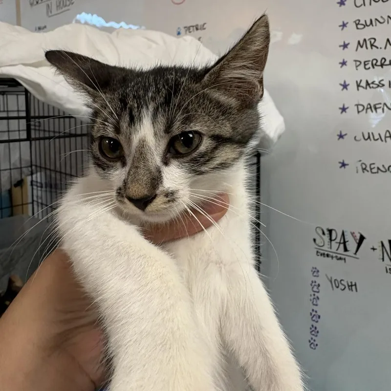 A baby small-sized male White American Shorthair cat named Muffin for adoption in Fulton, TX