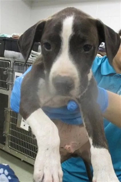 A baby small-sized male Pit Bull Terrier dog named A for adoption in Oklahoma City, OK