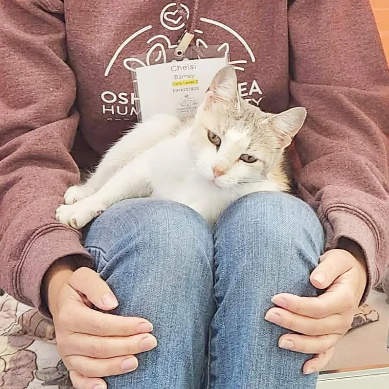 An adult medium-sized female White Domestic Short Hair cat named Myrtle for adoption in Oshkosh, WI