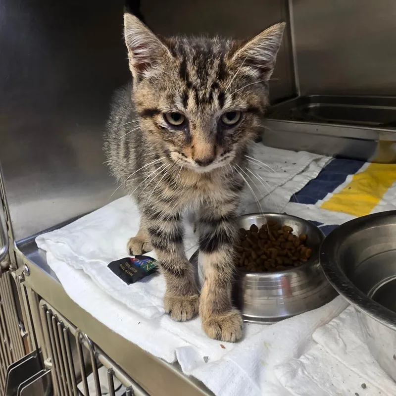 A baby small-sized male Brown / Chocolate Domestic Short Hair cat named Rooney for adoption in Auburn, AL