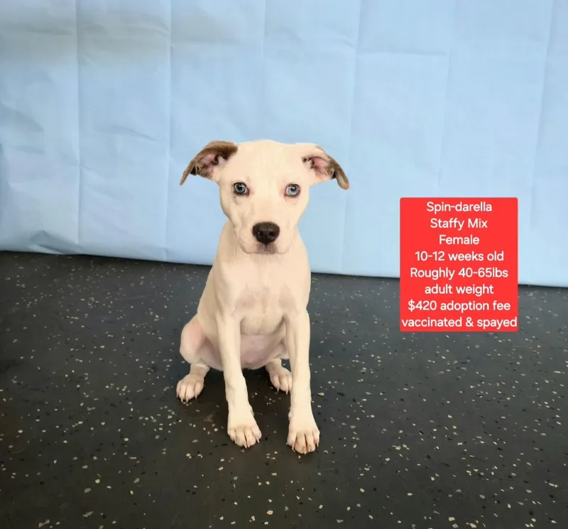 A baby medium-sized female Staffordshire Bull Terrier dog named Spinderella for adoption in Oviedo, FL