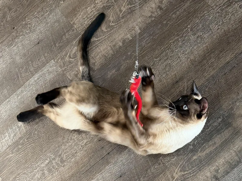 A young medium-sized male Seal Point Siamese cat named Mayfield for adoption in Lombard, IL