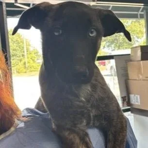 A baby medium-sized male Shepherd dog named Walker for adoption in Springboro, OH