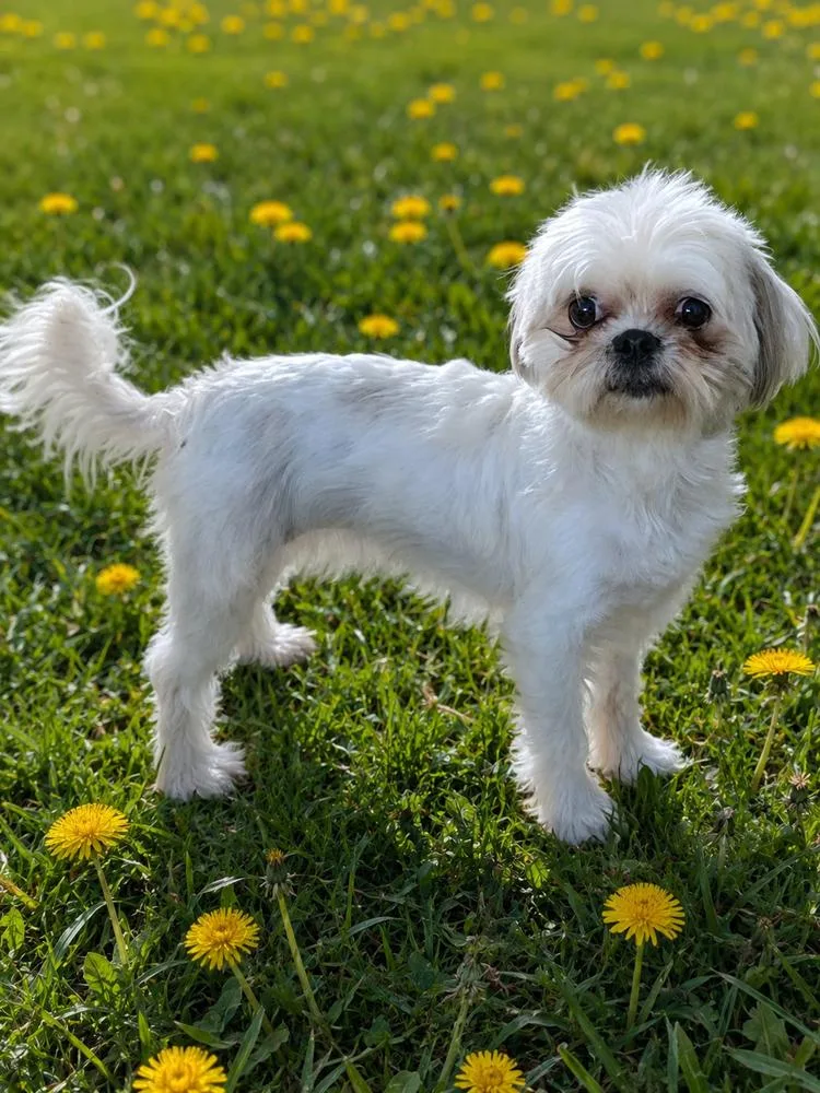 An adult small-sized female Shih Tzu dog named Gigi for adoption in Oakland, MI