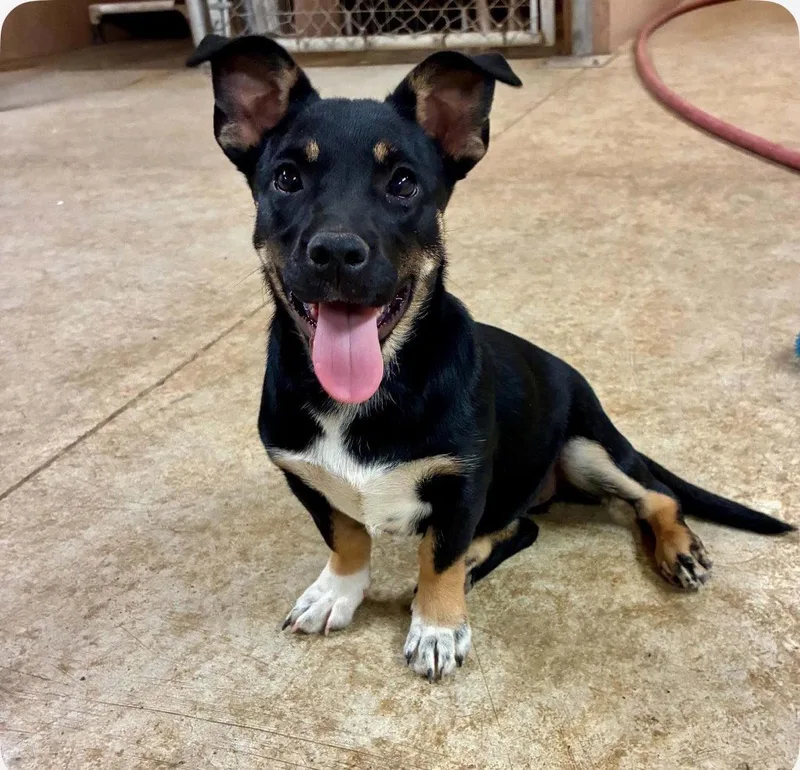 A baby medium-sized female Dachshund dog named Lola for adoption in Bothell, WA