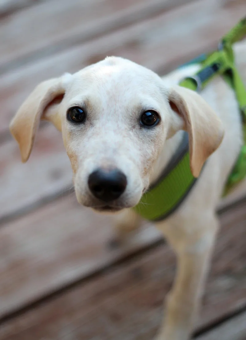 A baby large-sized male Labrador Retriever dog named Rockee for adoption in Mankato, MN