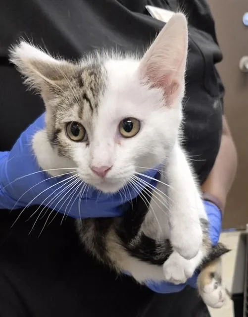 A baby small-sized female Domestic Short Hair cat named Delilah for adoption in Lodi, CA