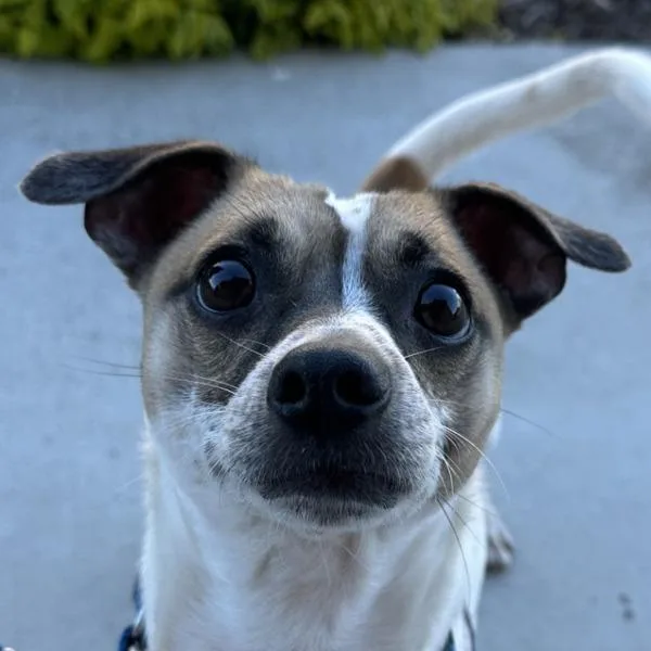 An adult small-sized male Jack Russell Terrier dog named Diego for adoption in Walnut Creek, CA