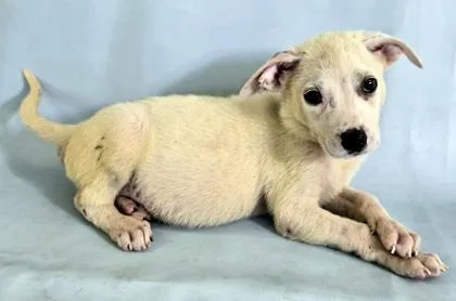 A baby large-sized female Labrador Retriever dog named Dapple for adoption in Morton Grove, IL