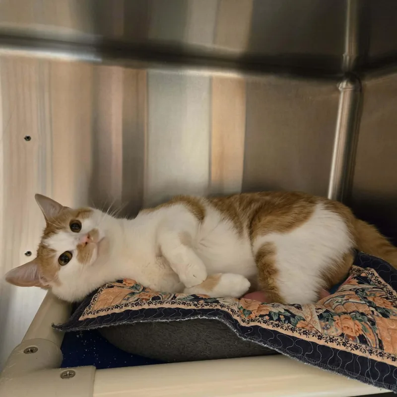 Rusty Muffins thumbnail 2