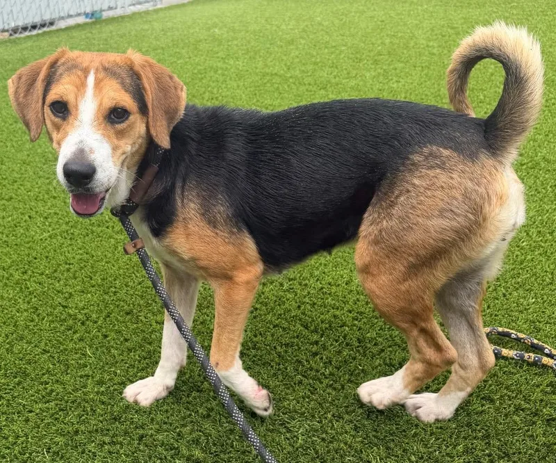 An adult medium-sized female Tricolor (Brown, Black, & White) Beagle dog named Cher for adoption in Frankfort, KY