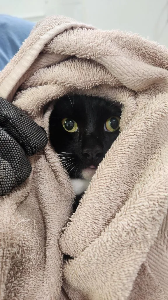 An adult small-sized female Domestic Short Hair cat named Sassy for adoption in Brookings, OR
