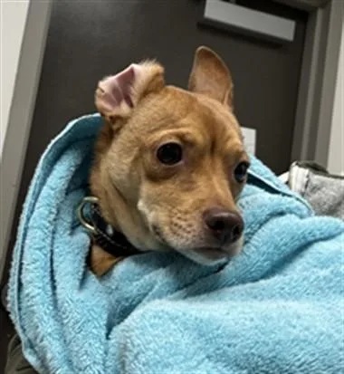 A young small-sized male Chihuahua dog named Bingo for adoption in Los Angeles, CA
