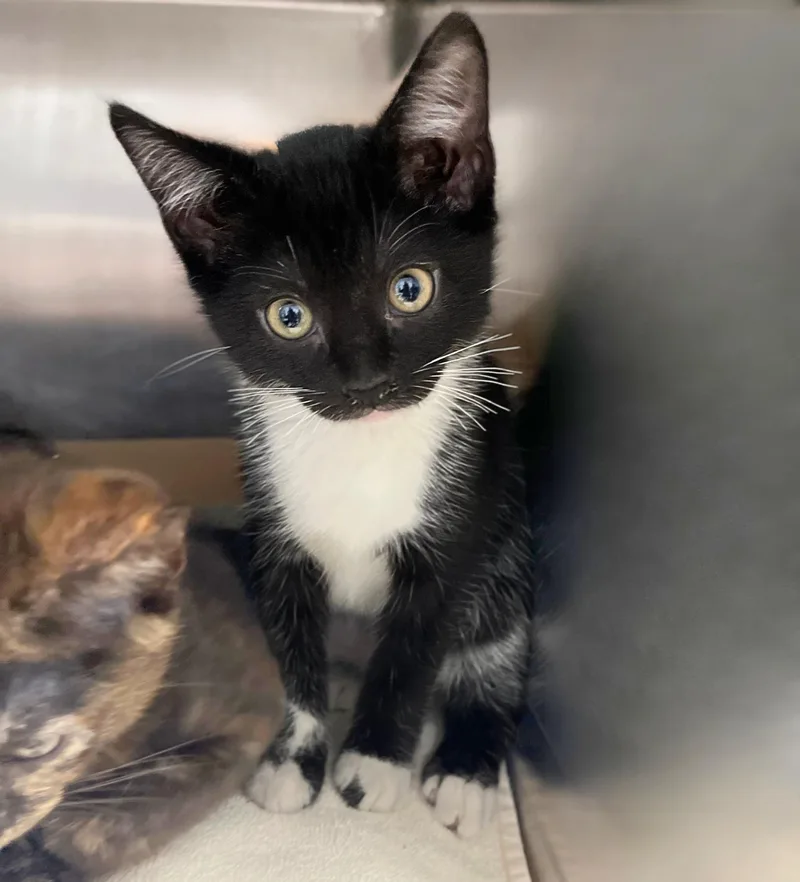 A baby medium-sized female Black & White / Tuxedo Domestic Short Hair cat named Anna for adoption in Seville, OH