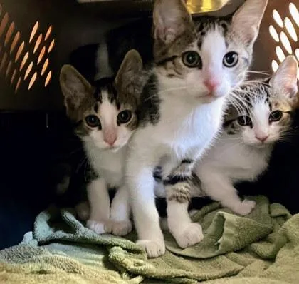 A baby small-sized male Gray / Blue / Silver Domestic Short Hair cat named Jovani for adoption in Kansas City, MO