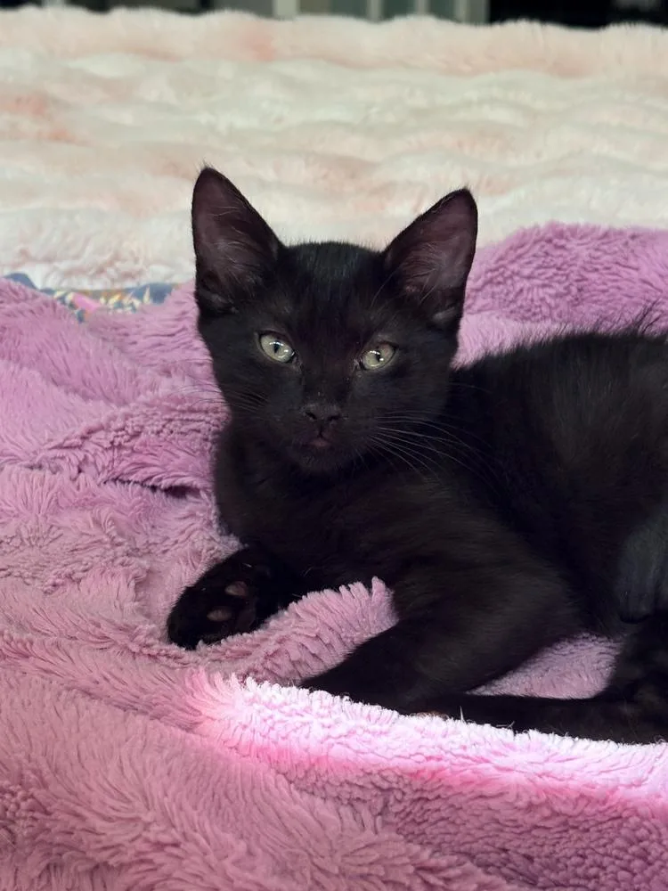 A baby small-sized female Black Domestic Short Hair cat named Wednesday for adoption in Dallas, TX