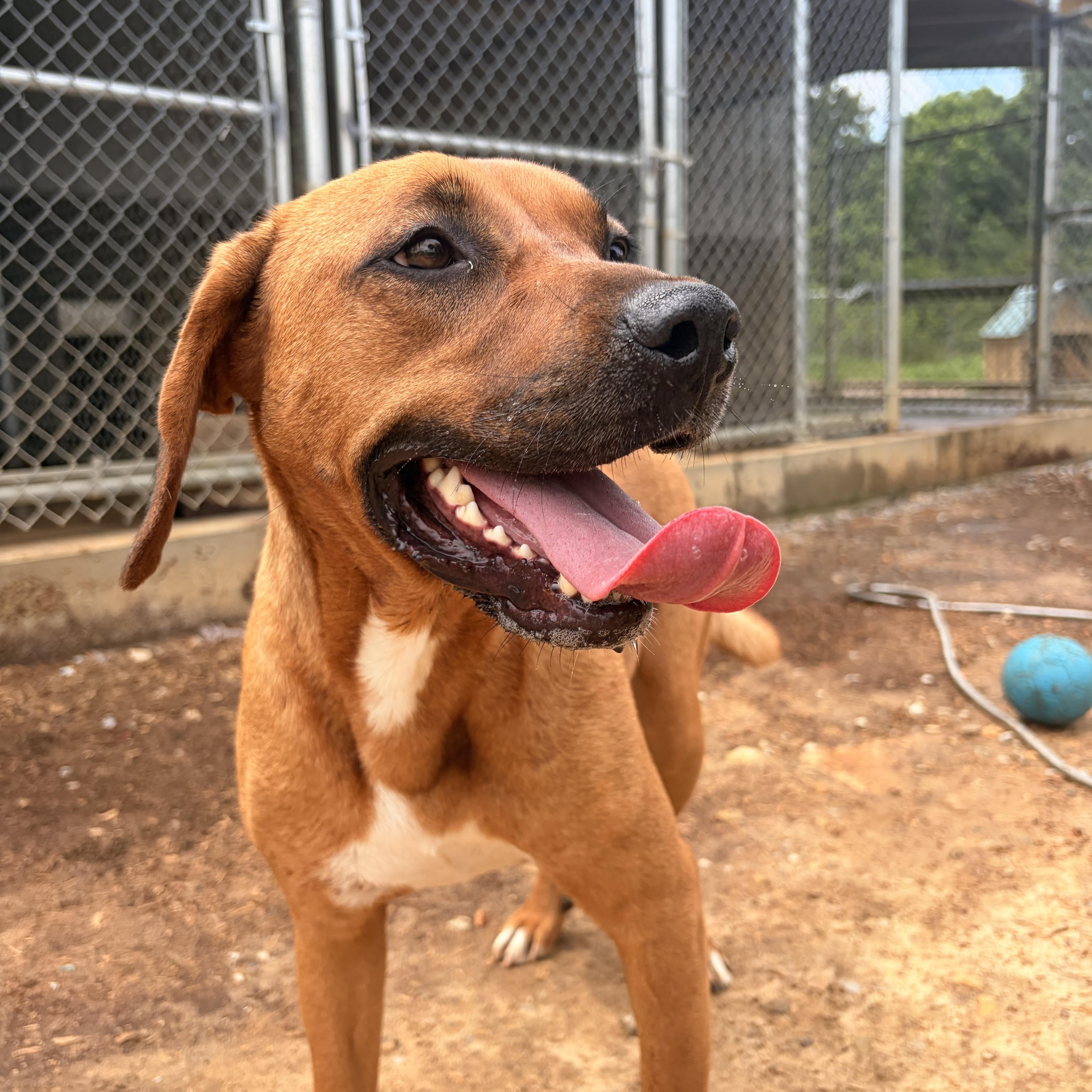 A young medium-sized female Black Mouth Cur dog named Sassy for adoption in Melbourne, AR