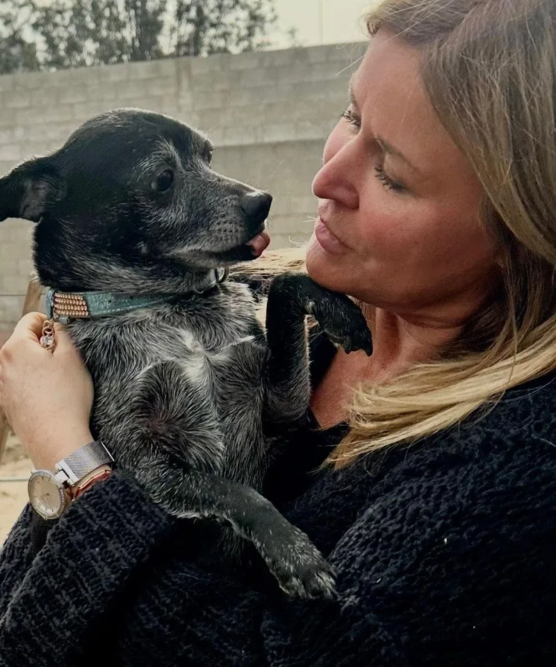 A senior small-sized male Black Chihuahua dog named Henry Loves Everyone for adoption in Toluca Lake, CA