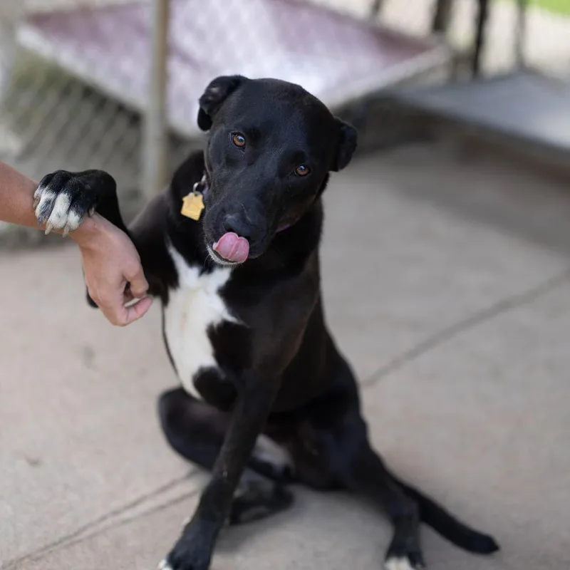 A young medium-sized female Black Border Collie dog named Sienna for adoption in Talbott, TN