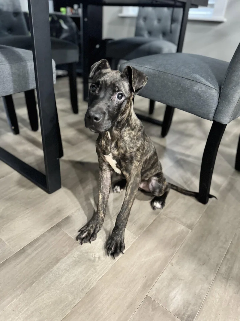 A young medium-sized female Terrier dog named Zuri for adoption in Columbus, IN