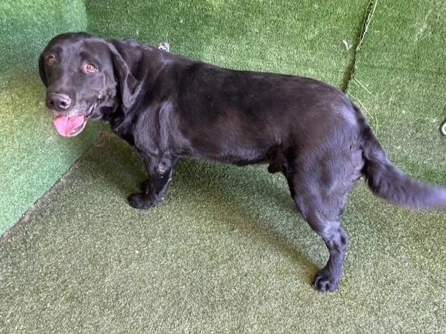 An adult large-sized male Labrador Retriever dog named Bruno for adoption in Lancaster, CA
