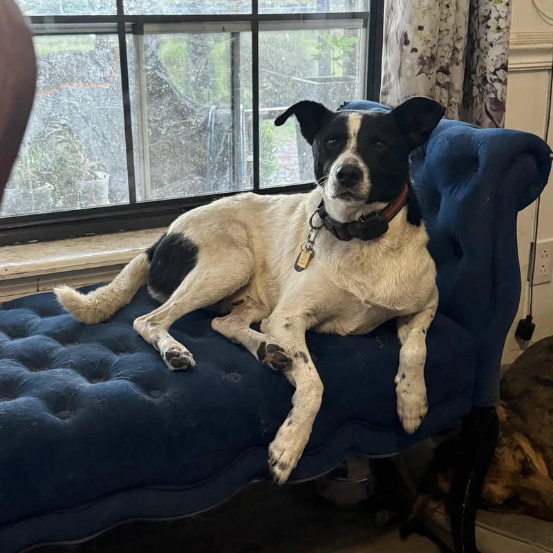 A young medium-sized male Australian Cattle Dog / Blue Heeler dog named Neon for adoption in Folkston, GA