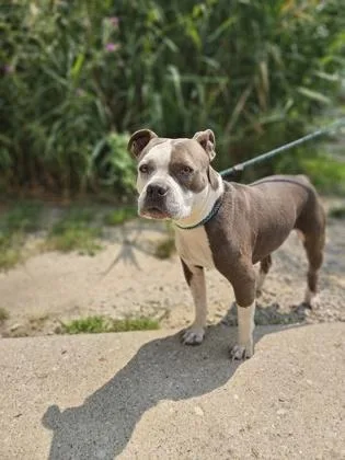 An adult large-sized female Mixed Breed dog named Sassy for adoption in Munster, IN