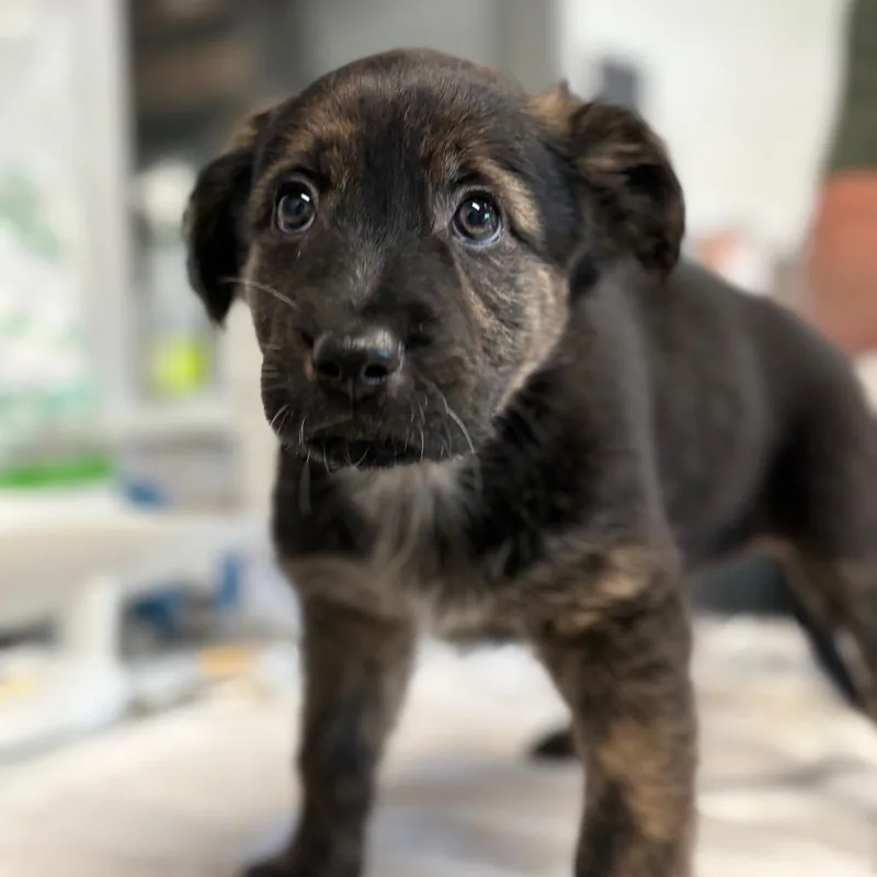 A baby small-sized female Black Australian Cattle Dog / Blue Heeler dog named Francesca for adoption in Austin, TX