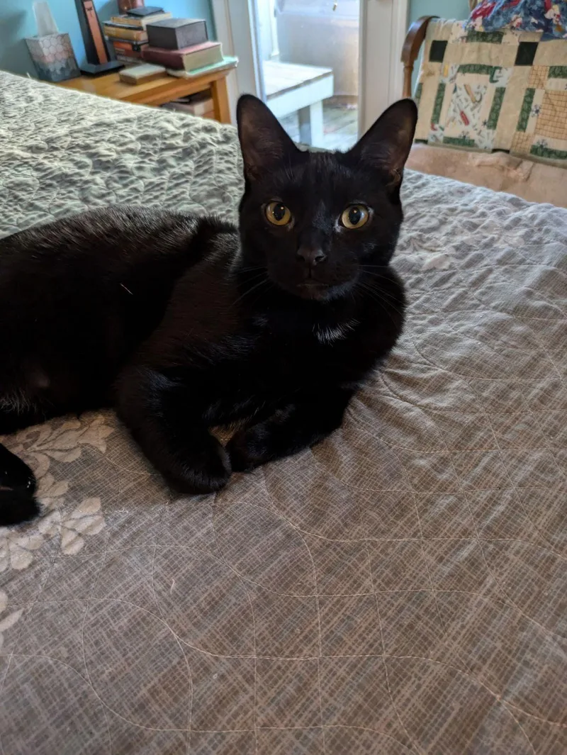 C Litter Stout thumbnail 2