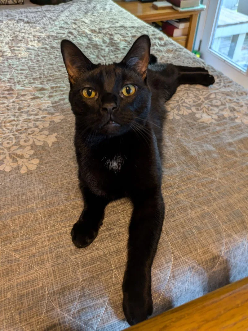 C Litter Stout thumbnail 3