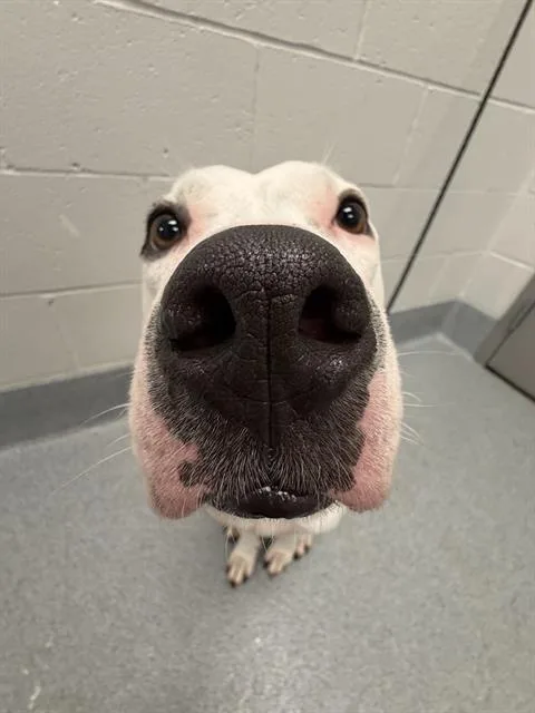 An adult large-sized female Pit Bull Terrier dog named Paloma for adoption in Indianapolis, IN