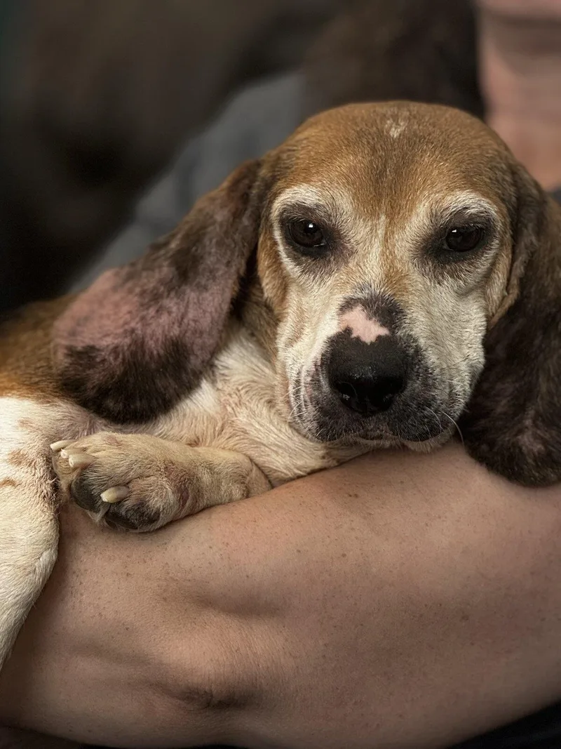 An adult medium-sized female Beagle dog named Prime for adoption in Blue Springs, MO