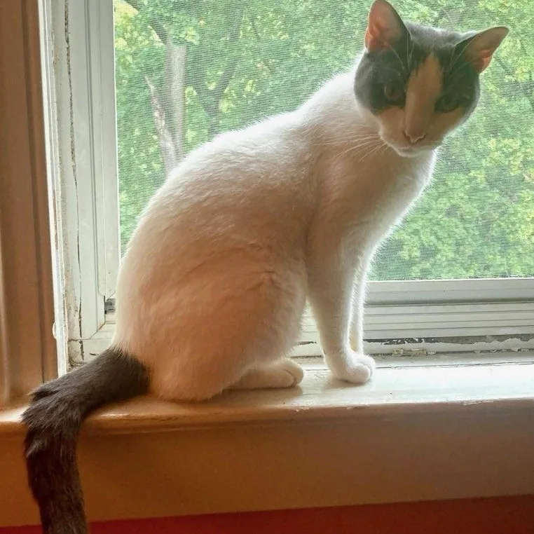 An adult medium-sized male Gray & White Domestic Short Hair cat named Gumshoe for adoption in Maple Shade, NJ