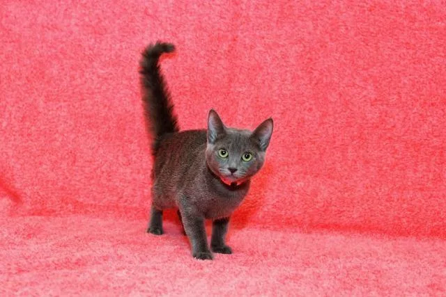 An adult medium-sized female Domestic Short Hair cat named Aretha for adoption in Peoria, AZ