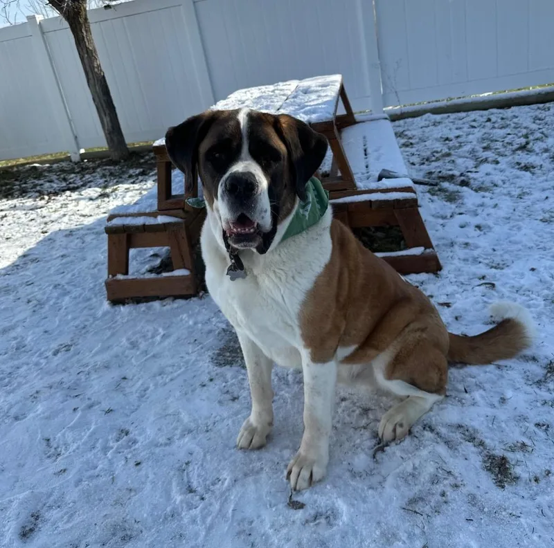 An adult extra large-sized male Saint Bernard dog named Buck for adoption in Logan, UT