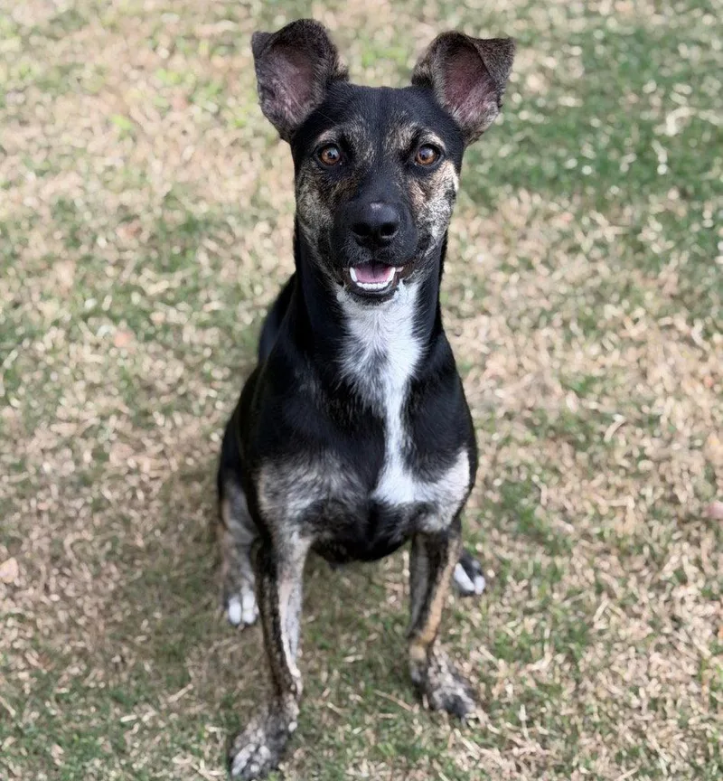 A young medium-sized male Terrier dog named Randy for adoption in Bloomfield, CT