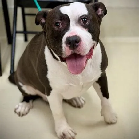 An adult large-sized male Black American Bully dog named King for adoption in Columbia, MD