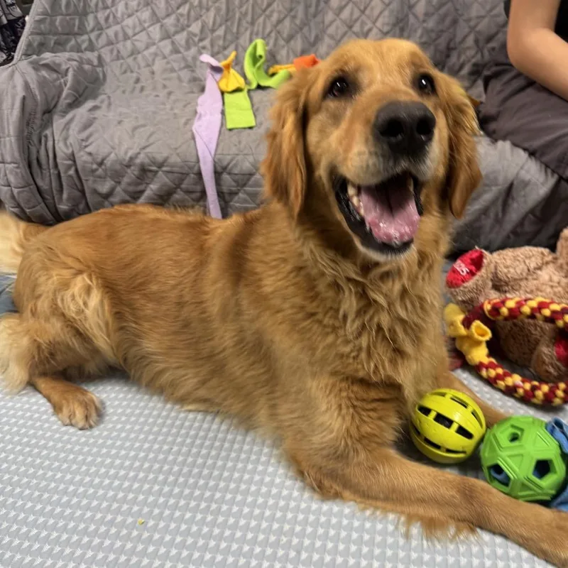 An adult large-sized female Golden Retriever dog named Blanche Devereaux for adoption in Windsor, VA