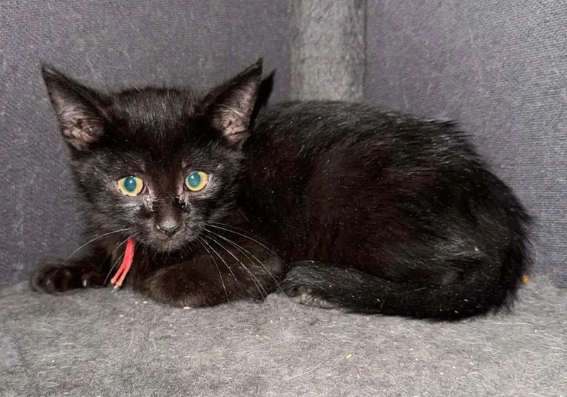 A baby medium-sized male Domestic Short Hair cat named Tabasco Sauce for adoption in Forest, VA