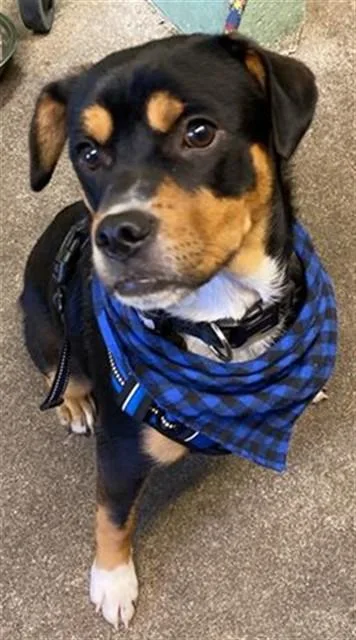 A young medium-sized male Rottweiler dog named Rocky for adoption in Sacramento, CA