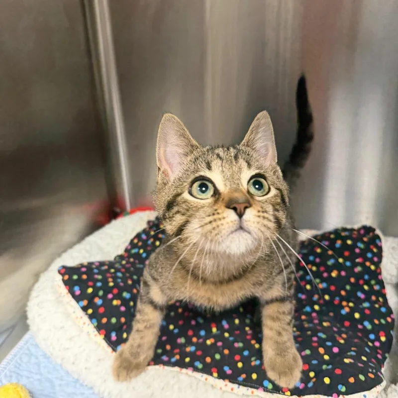 A baby small-sized male Brown / Chocolate Domestic Short Hair cat named Scott for adoption in Waynesville, NC